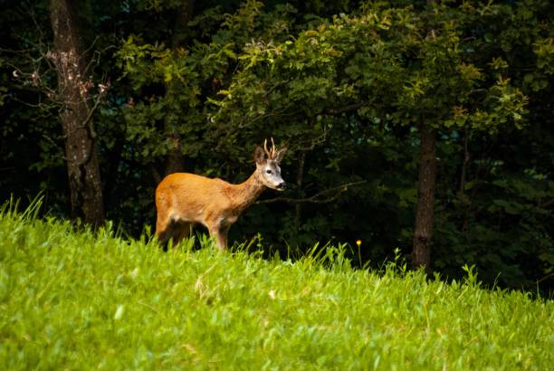 Spotted Deer in the Summer Morning Standing at the Forest Edge