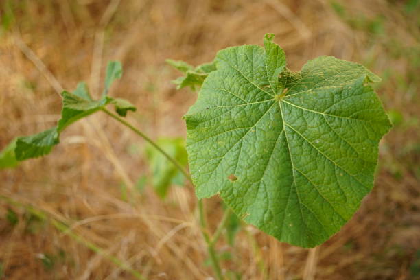 Green burdock plant grows in the dry grass.