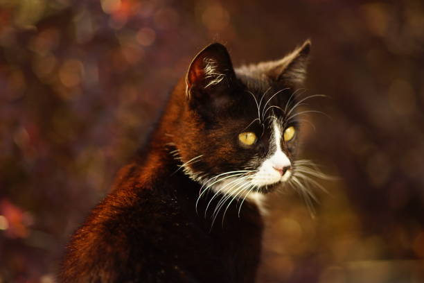 Lovely black white kitten portrait in the spring garden.