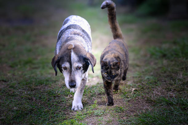 A heartwarming scene of a dog and cat walking side by side on lush green grass, showcasing the beauty of unexpected friendship.