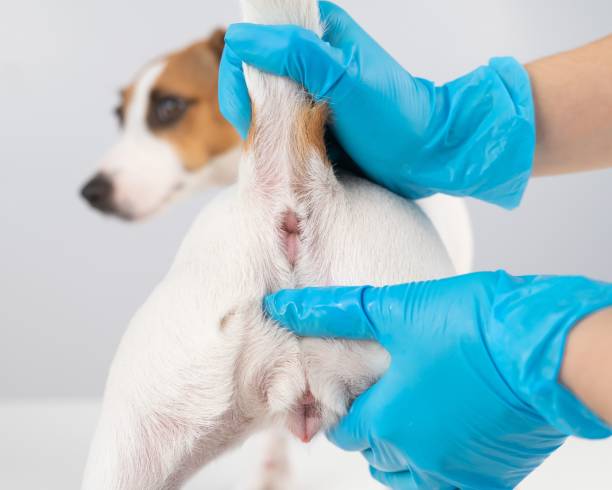 istock Veterinarian doing a rectal examination to a jack russell terrier dog. 2187064120