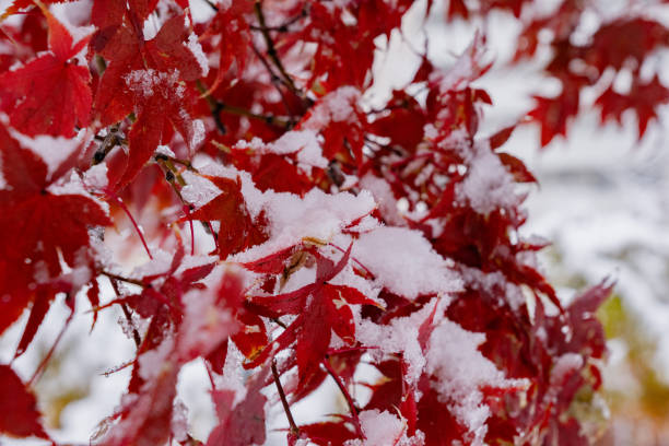 istock Winter background with snow on maple leaves 2187064375