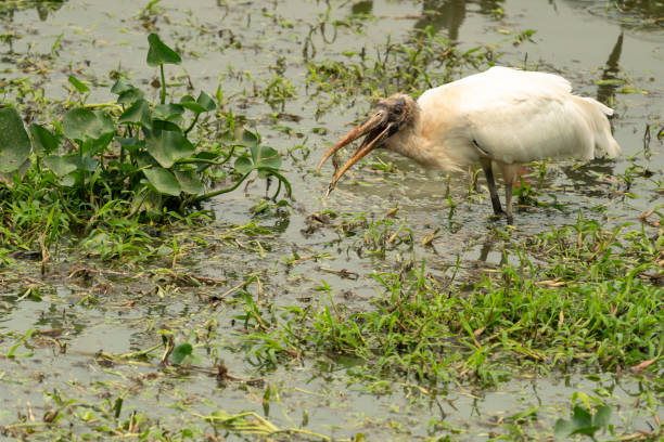 istock Wood stork foraging in swamp 2187065121