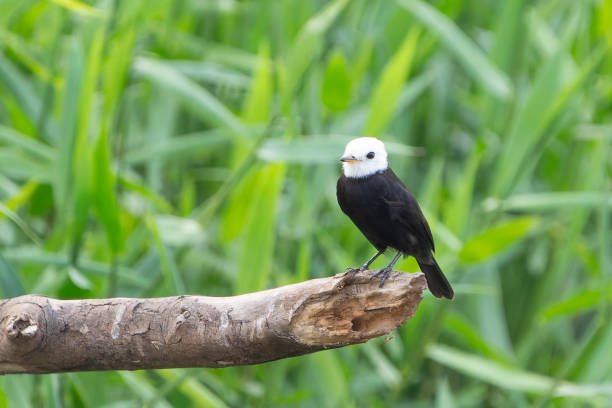 istock White-headed marsh tyrant on old branch over river with green vegetation 2187065123