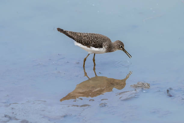 The solitary sandpiper wading in pond in the Pantanal, Brazil.