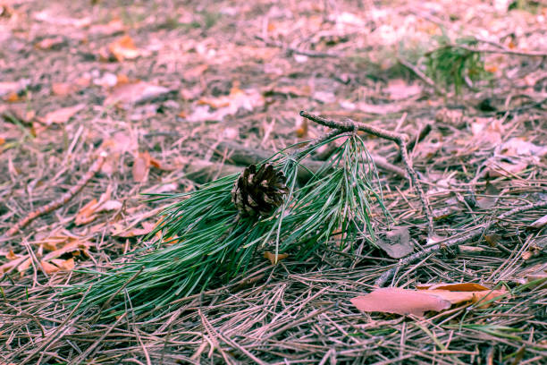 Pine branch with a nice cone and a beautiful tonic.