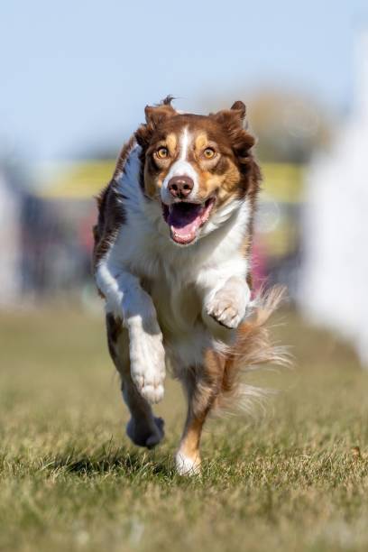 istock Purebred Border Collie Running Lure Course Sprint Dog Sport 2187066242