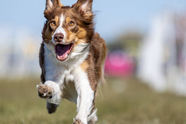 istock Purebred Border Collie Running Lure Course Sprint Dog Sport 2187066251