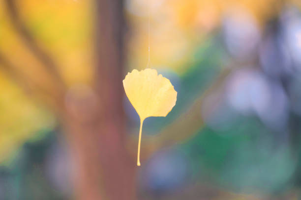 Tokyo,Japan - November 27,  2024: A pending yellow gingko leaf in the Morning