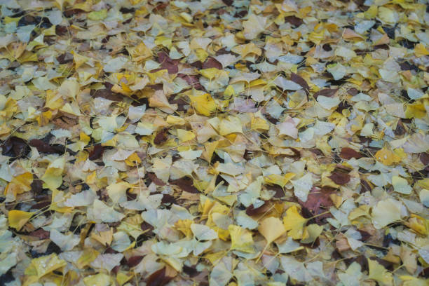 Tokyo,Japan - November 27,  2024: Fallen gingko leaves due to midnight storm