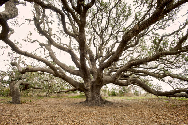 istock The Big Tree, thought to be the oldest oak in Texas. 2187066381
