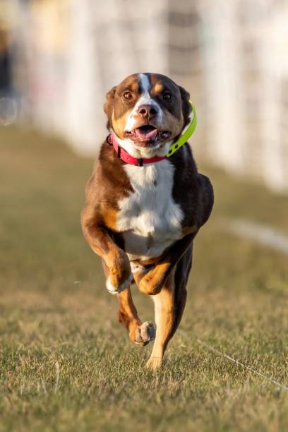 istock All American Mixed Breed Mutt Running Lure Course Sprint Dog Sport 2187066530