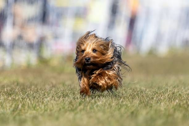 istock Australian Silky Terrier Running Lure Course Sprint Dog Sport 2187066600