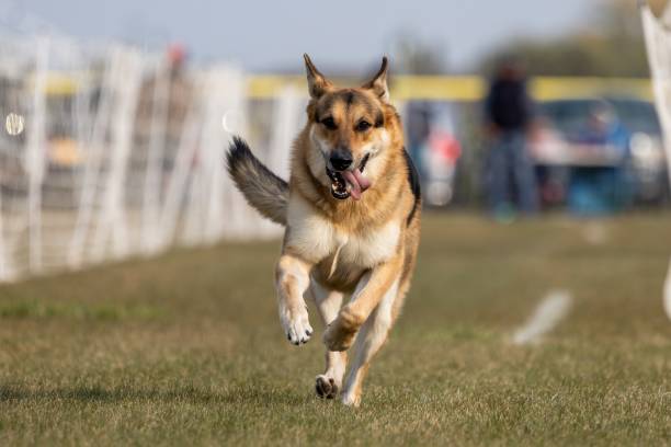 German Shepherd Running Lure Course Sprint Dog Sport in Grand Forks, North Dakota, United States