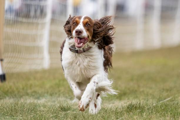 istock English Springer Spaniel Running Lure Course Sprint Dog Sport 2187066672