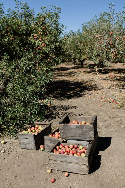 istock Wooden crates filled with apples under apple trees in an orchard. 2187066722