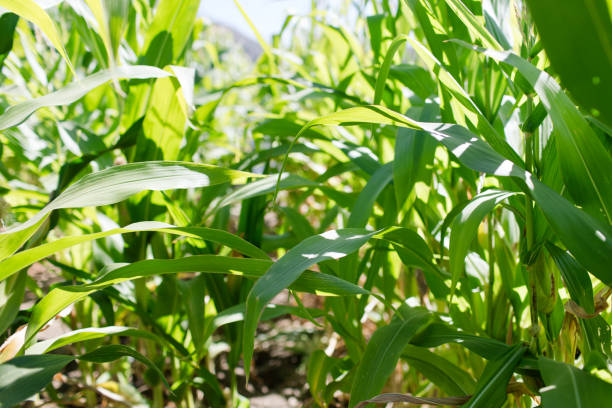 istock Close-up of vibrant green corn plants under bright sunlight 2187066727