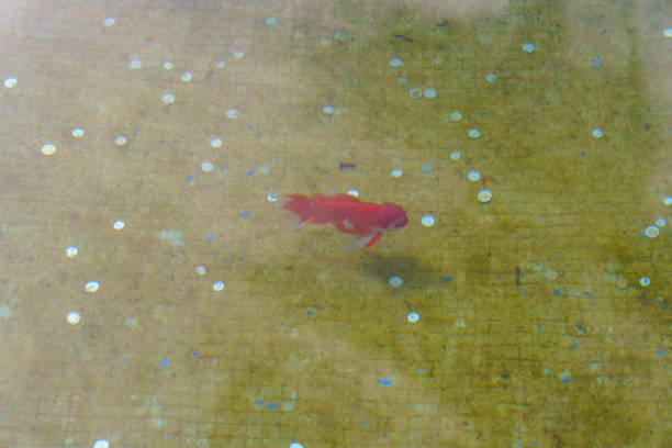 unhappy fat Pearl Scale fish in aquarium