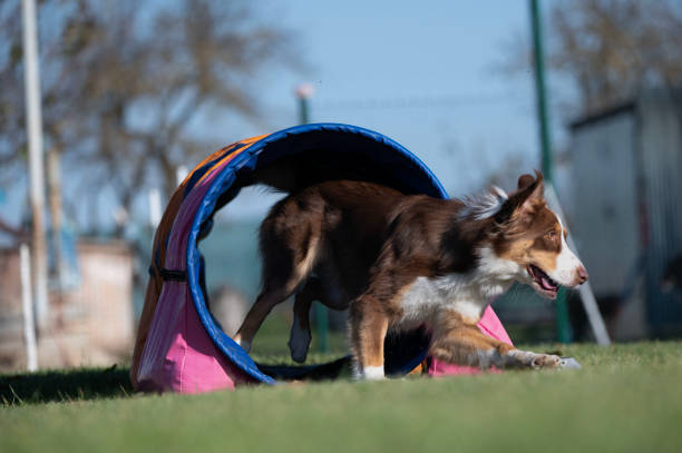 istock Border collie. Dog racing in agility. 2187066930