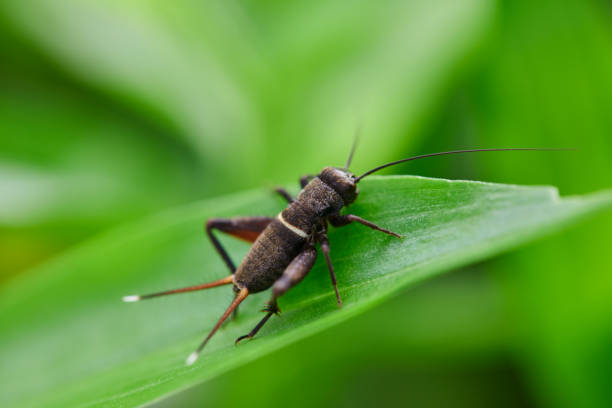 istock Close-up view of cricket on leaf 2187067021