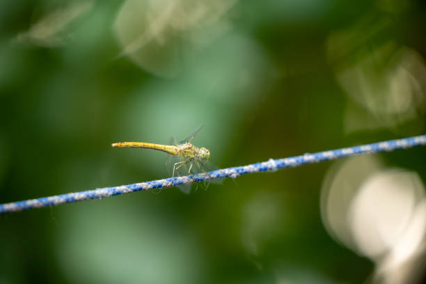Close-up of a dragonfly on a rope in Dnipro, Dnipropetrovsk Oblast, Ukraine