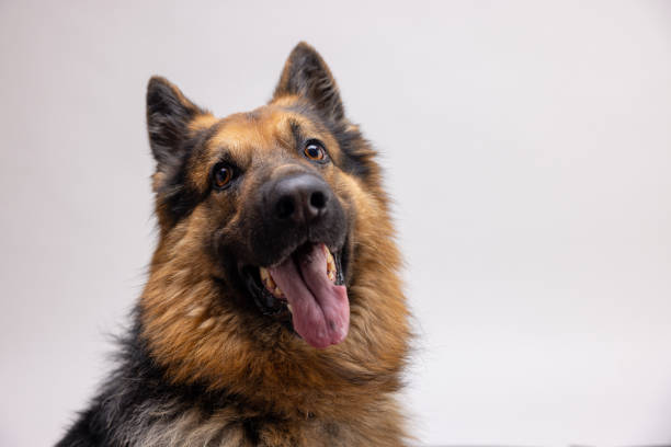 German Shepherd dog lying on green grass in a garden, under a tree shade, near a metal fence and wooden building, looking upward