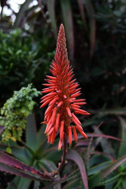istock Blossoming Peach Colored Aloe Vera Flower 2187068336