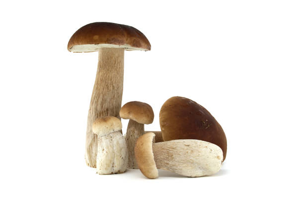 istock Fresh porcini mushrooms on a white background presented in a group 2187068426