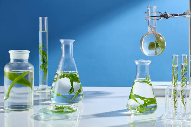 istock The photograph of an algae experiment in modern laboratory, was shot from front view on blue background with sunlight shining on. Empty space in center for seaweed extract product advertising 2187072038