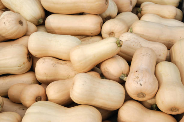 istock butternut squash pile in harvest season 2187072930