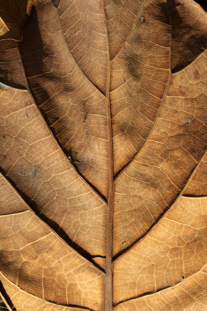 istock Close-up of a dry brown leaf foliage from a tree 2187073849