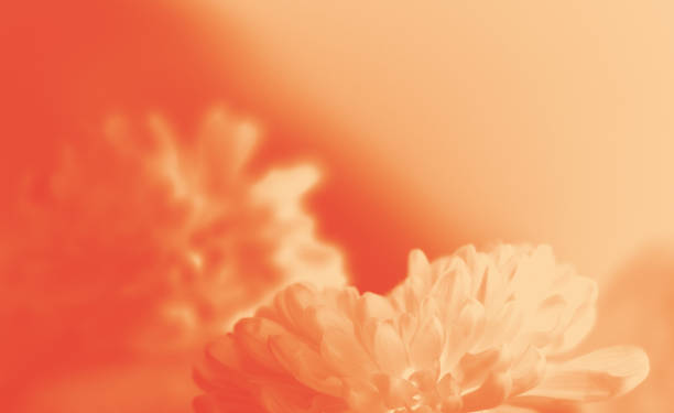 istock Dreamy light orange creamy  gradient background with flowers merging in a pastel colored flower composition. Floral border frame and copy space. Template 2187074490