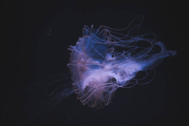 istock Jellyfish are mesmerizing marine creatures with bell-shaped bodies and trailing tentacles 2187075792