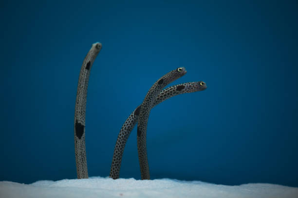 Spotted garden eel Heteroconger beautiful fish on wallpaper background in the fish tank