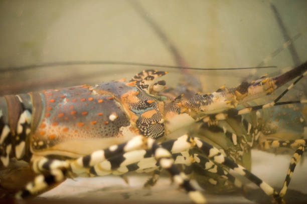 istock shrimp in fish tank 2187076789