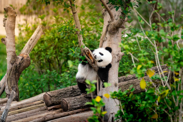Fu Bao , Panda returned from South Korea, eating Bamboo Shoot , Wolong Panda Base