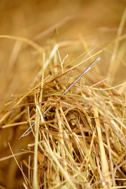 Needle Ina Haystack Gif 750+ Needles In Hay Stock Photos, Pictures & Royalty-Free Images - iStock