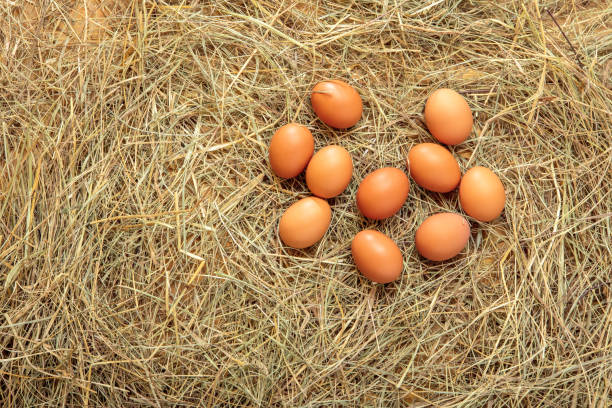 istock Fresh chicken eggs in the hay nest 2187077162