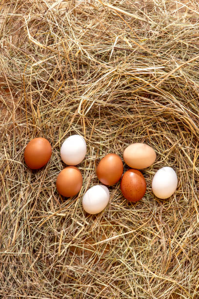 istock Fresh chicken eggs in the hay nest 2187077203