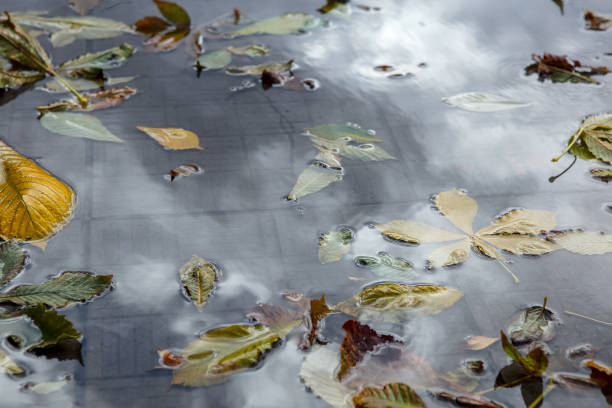 Autumn fallen leaves on a pavement with puddles.