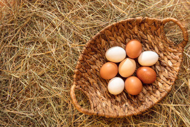 istock Fresh chicken eggs in a basket in the hay 2187077365