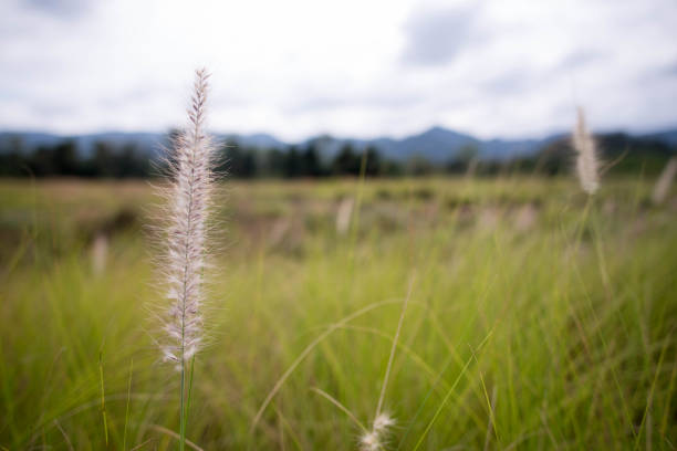 a grass on the wood wall