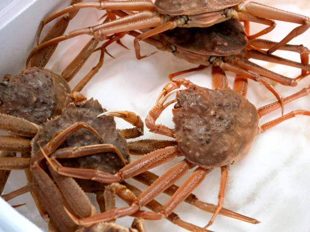 Snow crabs lined up at the market