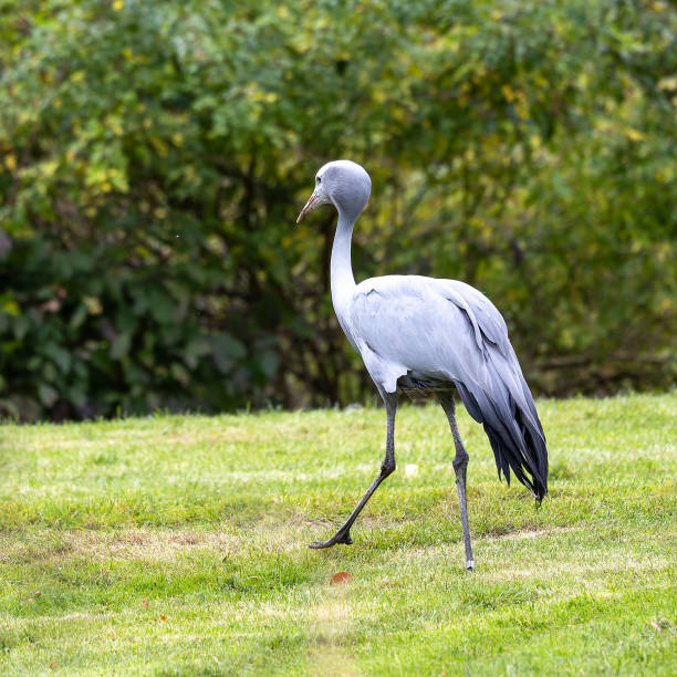 istock The Blue Crane, Grus paradisea, is an endangered bird 2187079184