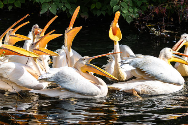 istock Great White Pelican, Pelecanus onocrotalus in a park 2187079241