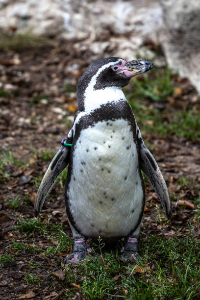 istock Humboldt Penguin, Spheniscus humboldti in a park 2187079244