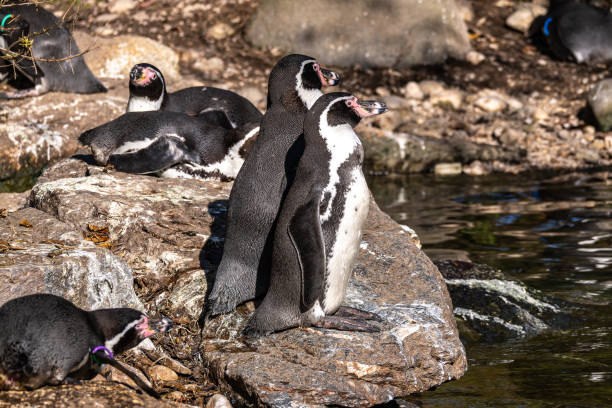 istock Humboldt Penguin, Spheniscus humboldti in a park 2187079336