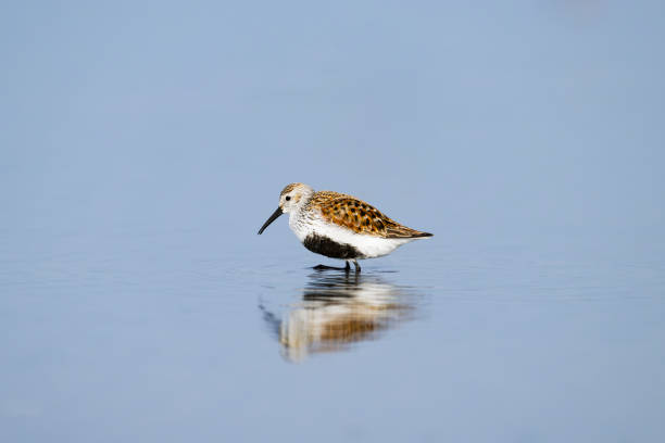 istock Dunlin summer plumage in japan 2187081195