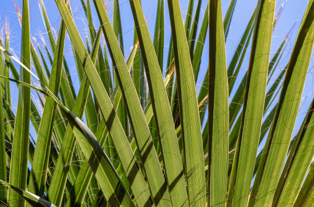 green palm leaves tropical background natural pattern