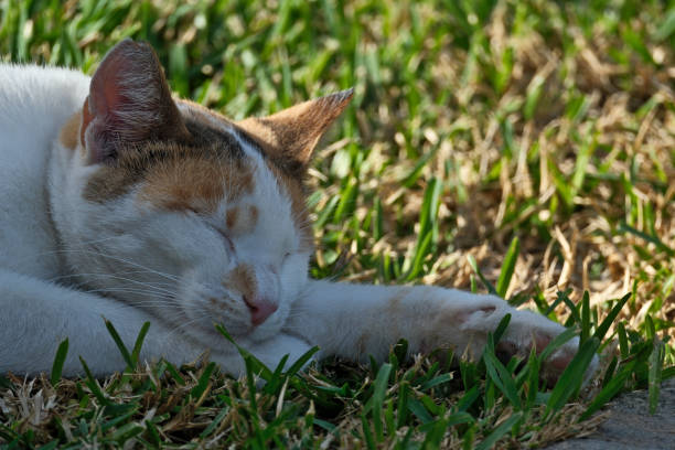 Cute cat sleeping on the grass in the garden. Selective focus.